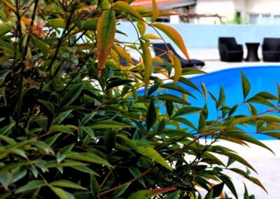 Molnar Resort kert